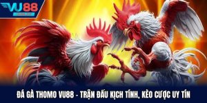 đá gà Thomo