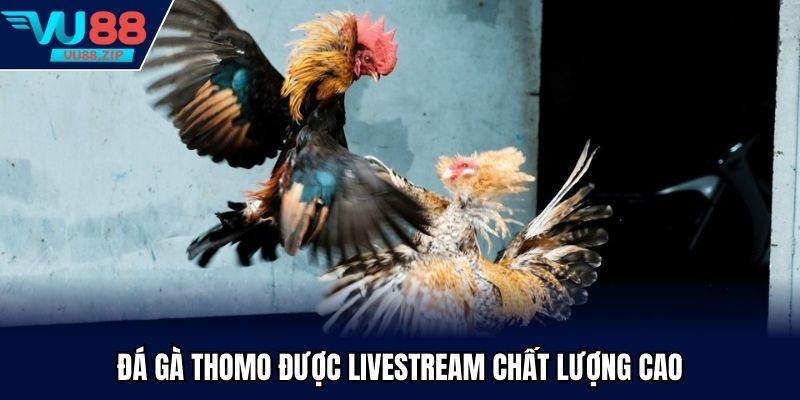 Đá gà Thomo được livestream chất lượng cao