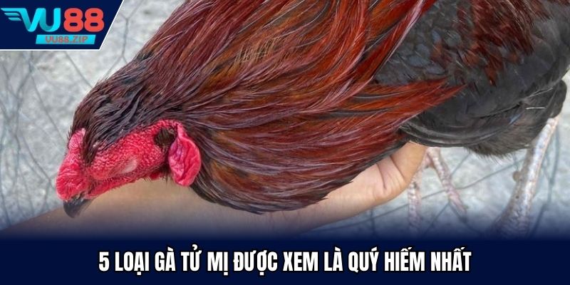 5 loại gà tử mị được xem là quý hiếm nhất