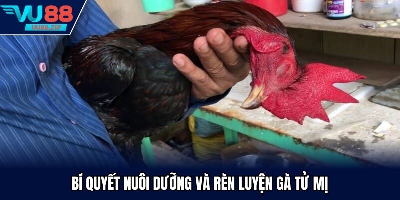 Bí quyết nuôi dưỡng và rèn luyện gà tử mị