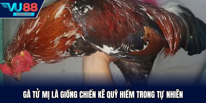 Gà tử mị là giống chiến kê quý hiếm trong tự nhiên