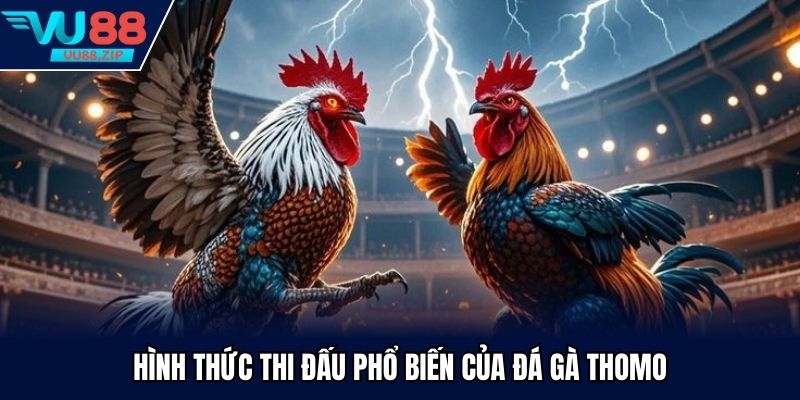 Hình thức thi đấu phổ biến của đá gà Thomo